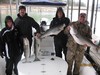 (03/25/2017) - Nice Striped Bass